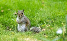 Invasi dallo scoiattolo grigio: il roditore è ormai incontenibile