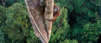 Wildlife Photographer of the Year, la Natura in mostra a Milano