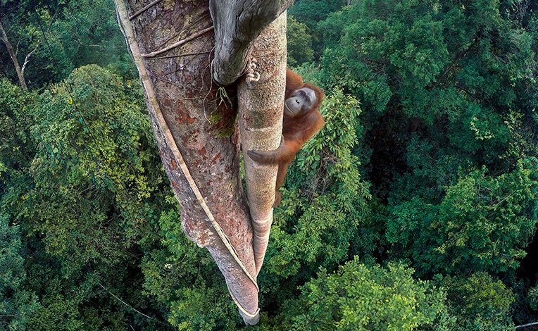 Wildlife Photographer of the Year, la Natura in mostra a Milano