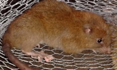 Scoperta una nuova specie: è un topo in grado di aprire le noci di cocco