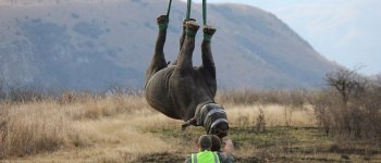 Il rinoceronte nero trasloca in un luogo segreto per difendersi dai bracconieri​
