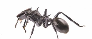 Le formiche Cephalotes, un volo attutito