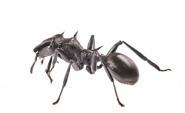 Le formiche Cephalotes, un volo attutito