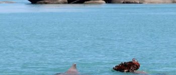 ​Amanti ​galanti: i delfini regalano spugne alle femmine per conquistarle