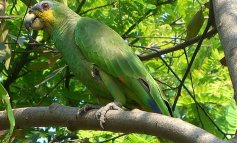 Boom del commercio legale di fauna selvatica dall'Amazzonia