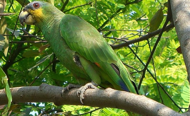 Boom del commercio legale di fauna selvatica dall’Amazzonia