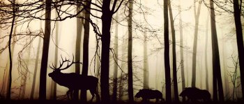 Bracconieri a caccia nell'oasi del WWF