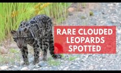 Il rarissimo leopardo nebuloso del Borneo catturato dalle fototrappole
