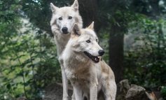 Cosa significano tutti questi lupi uccisi e appesi