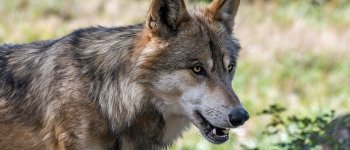 L'esame del DNA conferma: dopo 100 anni il lupo è tornato in Salento
