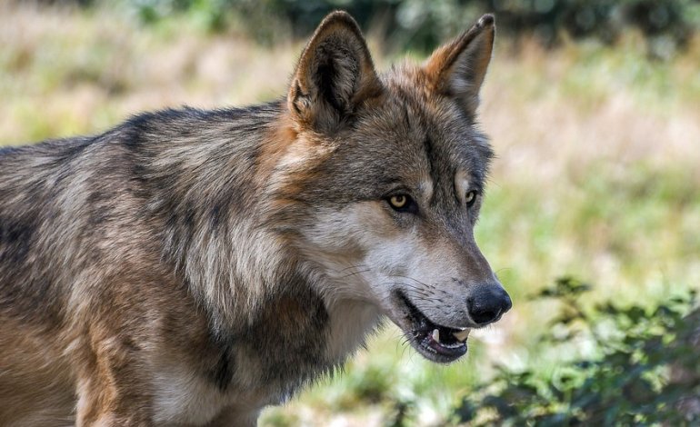 L’esame del DNA conferma: dopo 100 anni il lupo è tornato in Salento