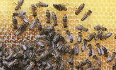 S.O.S miele: i cambiamenti climatici danneggiano le api