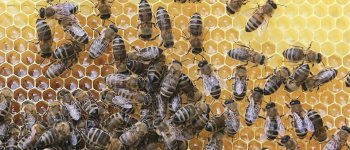 S.O.S miele: i cambiamenti climatici danneggiano le api