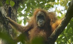 Scoperto una nuovo primate: è l' orango di Tapanuli
