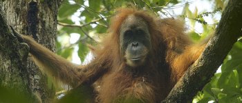 Scoperto una nuovo primate: è l' orango di Tapanuli