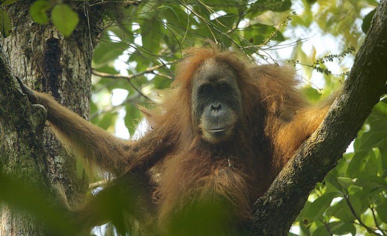 Scoperto una nuovo primate: è l’ orango di Tapanuli