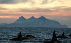 Kvaløya, il santuario europeo delle orche