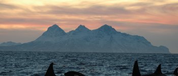Kvaløya, il santuario europeo delle orche