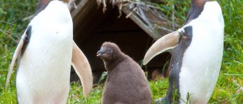 Il pinguino occhigialli è a rischio estinzione
