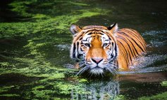 Salvare la tigre per proteggere anche gli habitat e le popolazioni