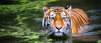 Salvare la tigre per proteggere anche gli habitat e le popolazioni