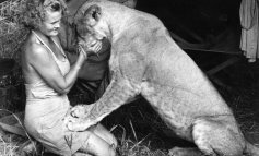George e Joy Adamson e la protezione dei leoni