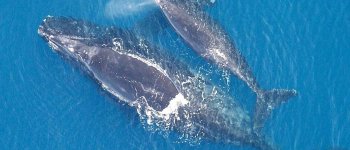 La balena franca nordatlantica rischia l'estinzione