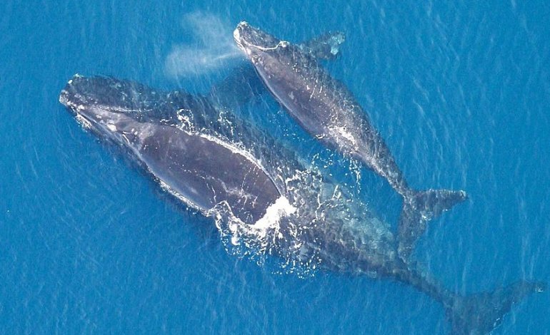 La balena franca nordatlantica rischia l’estinzione