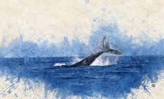 Artist for the whale: arte e ricerca uniti per i cetacei