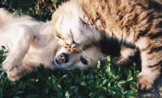 Cani battono gatti: hanno più neuroni