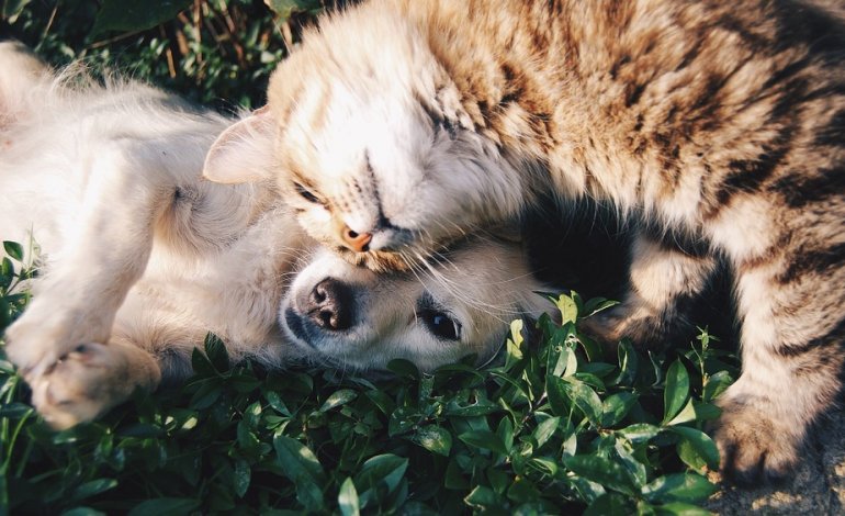 Cani battono gatti: hanno più neuroni