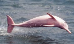 I delfini rosa dell'Amazzonia saranno monitorati via satellite