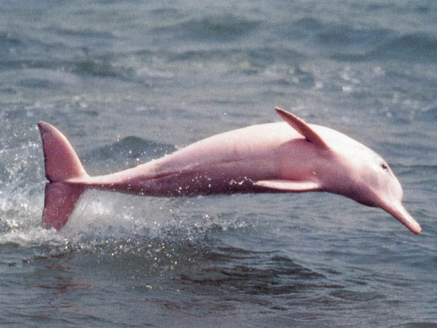 I delfini rosa dell’Amazzonia saranno monitorati via satellite