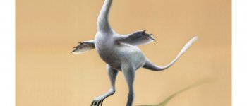 Haszkaraptor escuilliei, il più bizzarro dinosauro mai scoperto