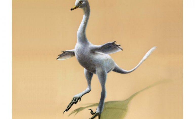 Haszkaraptor escuilliei, il più bizzarro dinosauro mai scoperto