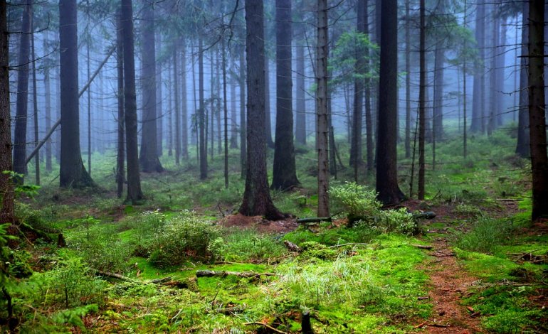 La lotta per salvare le ultime foreste europee
