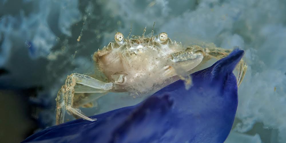 La Curiosa Societa Tra Il Granchio Di Sabbia E Il Polmone Di Mare La Rivista Della Natura