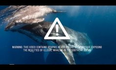 Le immagini della caccia alle balene che il governo australiano ha nascosto
