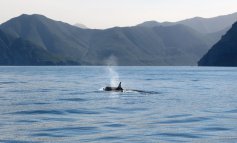Orche e salmoni: caccia ad alta velocità negli abissi canadesi