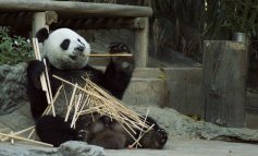 La diplomazia del Panda: quando i rapporti bilaterali li tesse il celebre orso