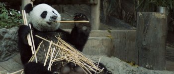 La diplomazia del Panda: quando i rapporti bilaterali li tesse il celebre orso