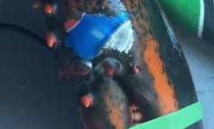 È stata pescato un astice con il logo della Pepsi su una chela