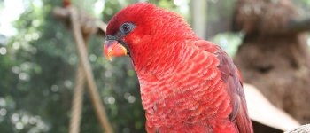 Blitz alla fiera ornitologica, 5 denunce e 50 uccelli sequestrati