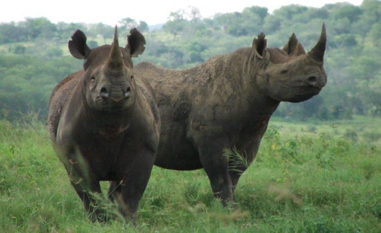 Una speranza per il rinoceronte: calano le uccisioni in Sud Africa