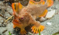 Scoperta un'altra popolazione di Thymichthys politus, il raro pesce con le mani