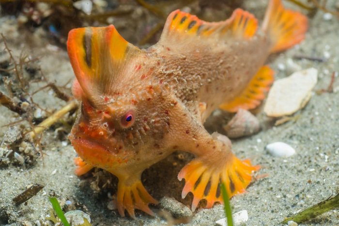 Scoperta un’altra popolazione di Thymichthys politus, il raro pesce con le mani