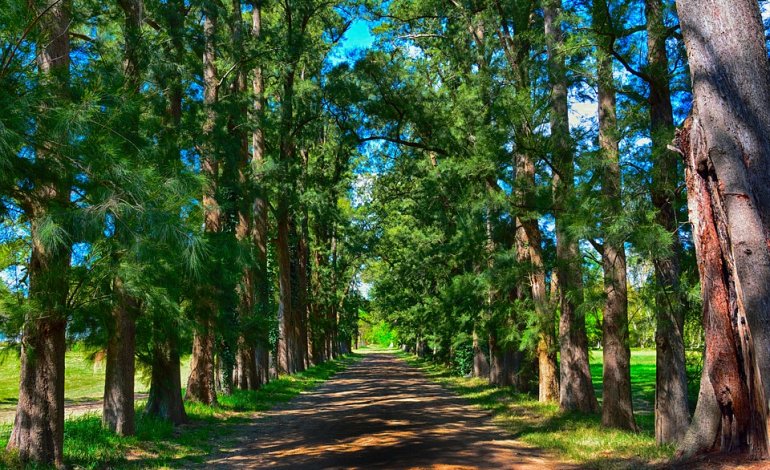 L’autostrada verde dove saranno piantati 50 milioni di alberi