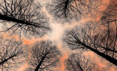 La longevità degli alberi ci accosta all’eternità