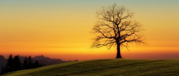 Approvato il primo elenco nazionale degli alberi monumentali
