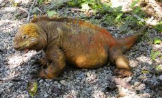 L'esempio virtuoso dell'Ecuador nella protezione delle Galapagos